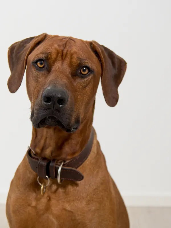 Cooper, Praxishund